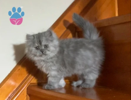 British longhair Boncuğumuza eş arıyoruz