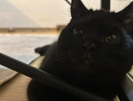 Tatlı kızıma bir eş arıyorum British shorthair - 118969918
