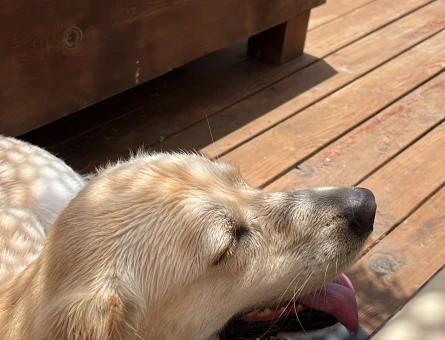 Golden Retriever Köpeğime Eş Arıyorum - 118969920