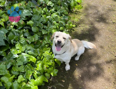 Golden Retriever Köpeğime Eş Arıyorum
