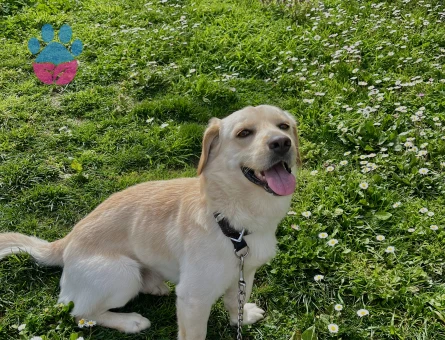 Golden Retriever Köpeğime Eş Arıyorum