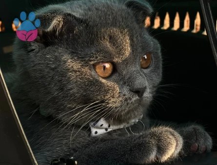 Skotish Fold Dişi 1,5 yaşında