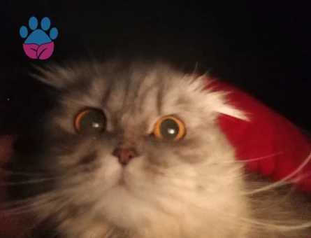 Kızımıza eş arıyoruz