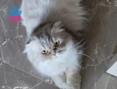 Kızımıza eş arıyoruz