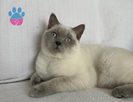 Oğlumuza eş arıyoruz aşıları tam uysal sakin