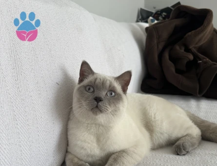 Oğlumuza eş arıyoruz aşıları tam uysal sakin