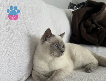 Oğlumuza eş arıyoruz aşıları tam uysal sakin