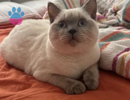 Oğlumuza eş arıyoruz aşıları tam uysal sakin