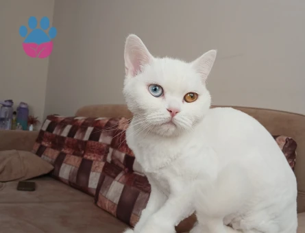 Kızımıza Eş arıyoruz
