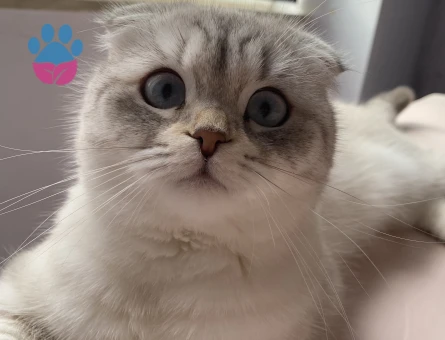 Scootish British Dişi Kedime Eş Ariyorum