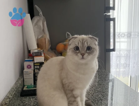 Scootish British Dişi Kedime Eş Ariyorum