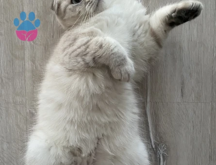 Scootish British Dişi Kedime Eş Ariyorum