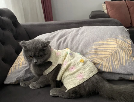 Scottish Fold kızımıza eş arıyoruz !! - 118978078