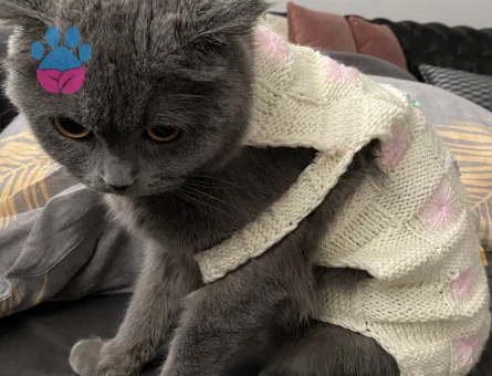 Scottish Fold kızımıza eş arıyoruz !!