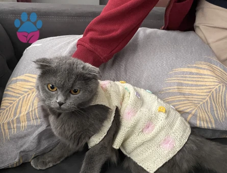 Scottish Fold kızımıza eş arıyoruz !!