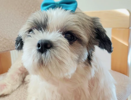 ShihTzu 8 Yaşında Dişi - 118978079