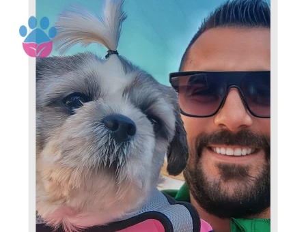 ShihTzu 8 Yaşında Dişi