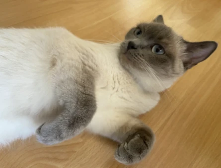1 Yaşında British Shorthair Eş arıyorum - 118984299