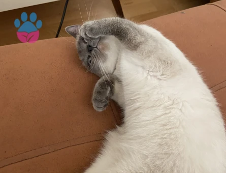 1 Yaşında British Shorthair Eş arıyorum