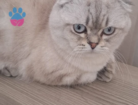 Scottish Fold Mındık 1 Yaşında