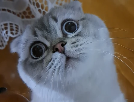 Scottish Fold Mındık 1 Yaşında - 118984300