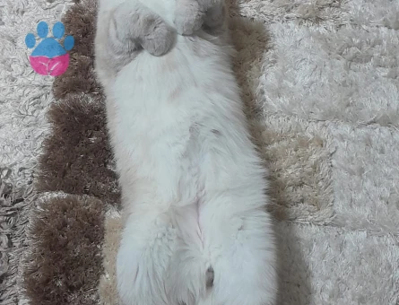 Scottish Fold Mındık 1 Yaşında