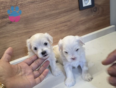 0 beden maltese minnaklarım