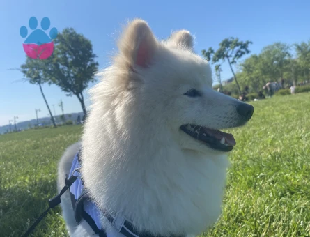 Pomernian Spitz Erkek