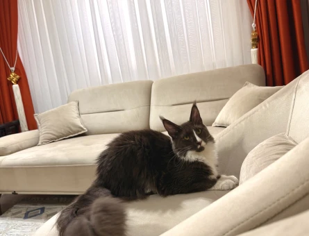 Maine Coon 1 Yaşında Eş Arıyor - 118984304