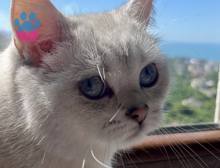 1,5 yaşında dişi british shorthair kedimiz İçin eş arıyoruz