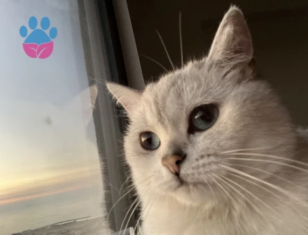 1,5 yaşında dişi british shorthair kedimiz İçin eş arıyoruz