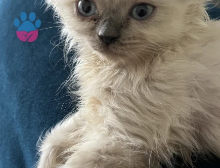 Scottish Fold 1 Yaşında Kedim Eş Arıyor