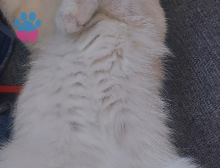 British Shorthair Yakışıklı damat adayı arıyoruz