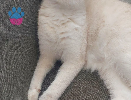 British Shorthair Yakışıklı damat adayı arıyoruz