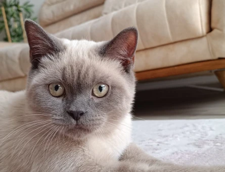 British Shorthair Blue Point - 118970562