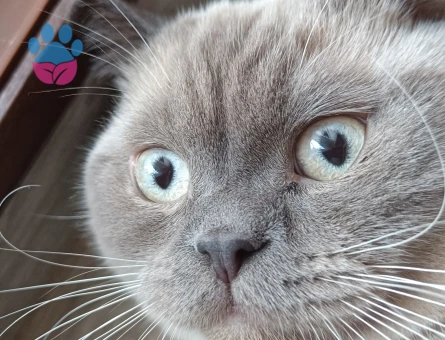 British Shorthair Blue Point