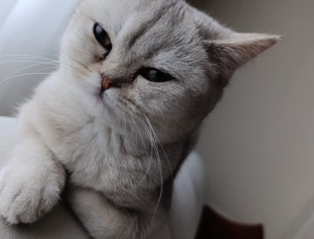 British shorthair safkan kedime eş arıyorum - 118978686