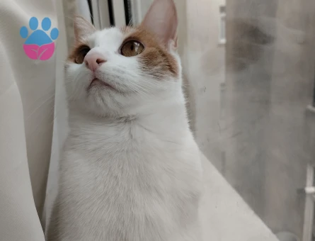 Güzel kızıma eş arıyorum