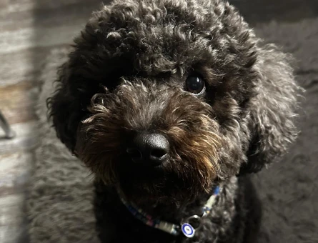 POODLE EŞ ARIYORUZ - 118978696