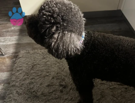 POODLE EŞ ARIYORUZ