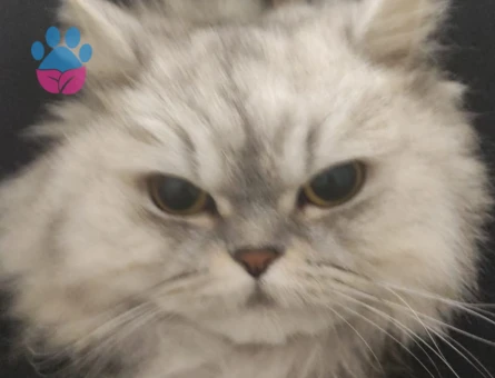 Kızgınlıktaki Kızıma Eş Arıyorum