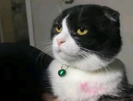 Kedi - 118978707