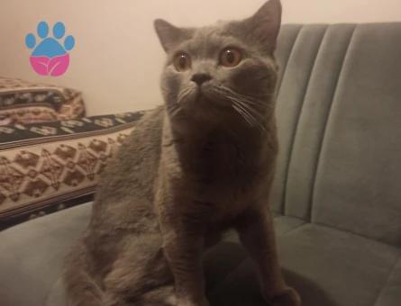 2,5 yaşında british erkek kedime british veya scotish dişi arıyorum.