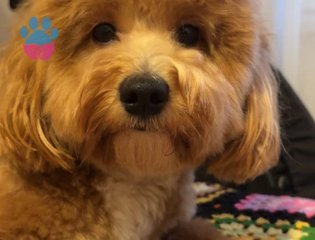 Maltipoo Oğlum Eş Arıyor - 118984598