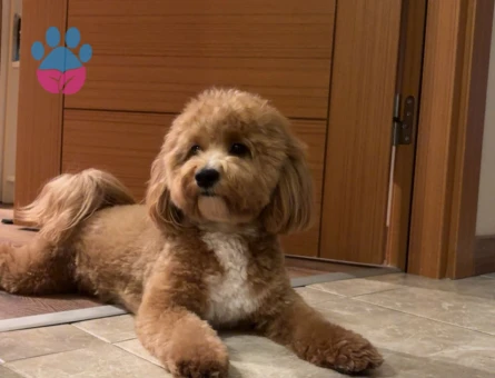 Maltipoo Oğlum Eş Arıyor