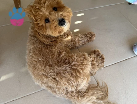 Maltipoo Oğlum Eş Arıyor