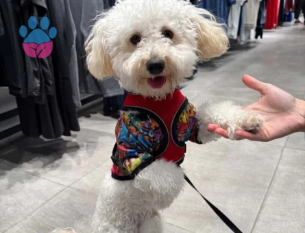 1.5 Yaşında Maltipoo  Oğlum Eş Arıyor - 118984599