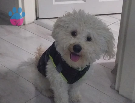 1.5 Yaşında Maltipoo  Oğlum Eş Arıyor