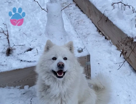 Dişi samoyed arıyorum - 118984601