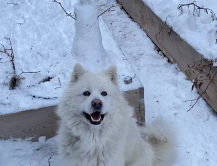 Dişi samoyed arıyorum - 118984601
